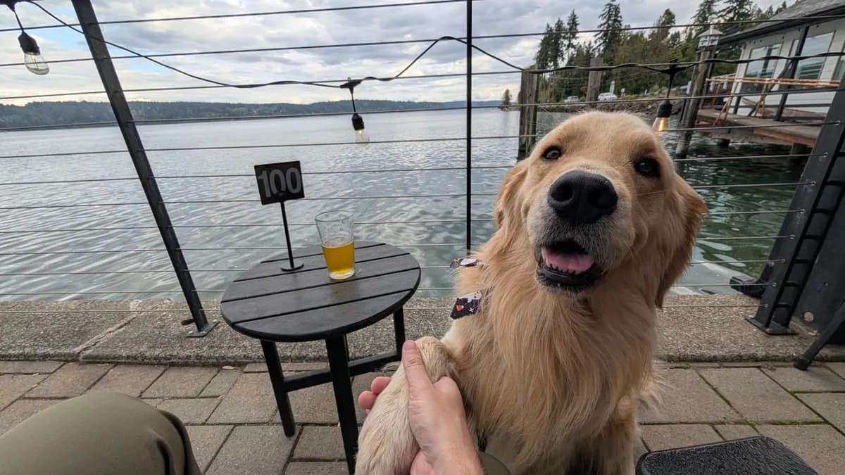 A grinning golden retriever offering a paw on the patio, a pint on a little table by the water